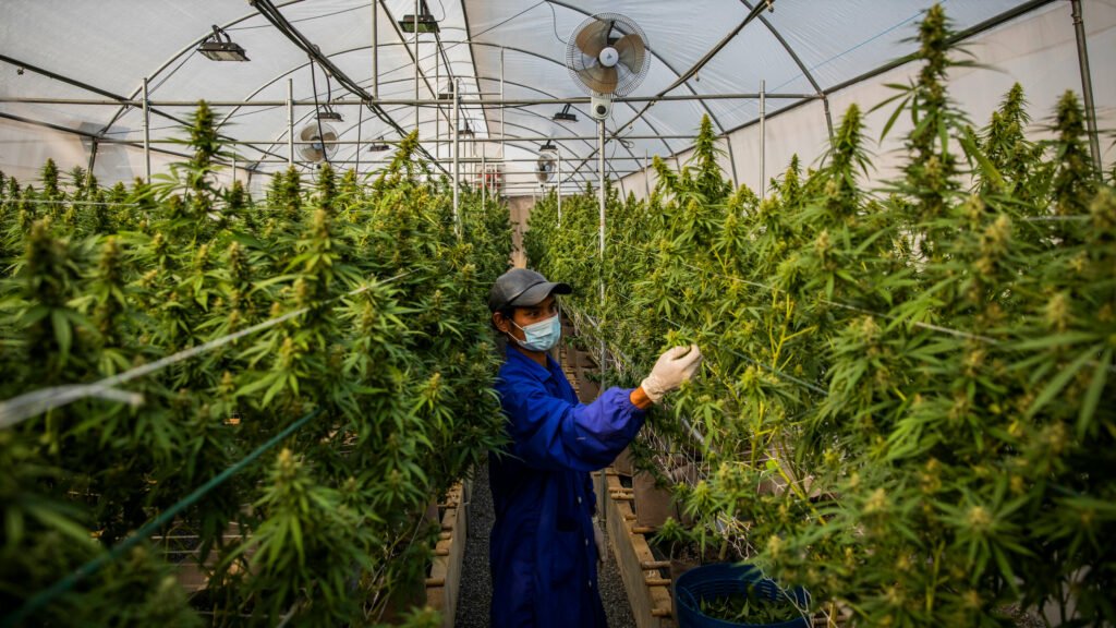 Growing Cannabis in Thailand in 2024